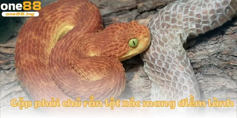 Gặp phải chú rắn lột xác dấu hiệu của điềm lành sắp diễn ra 