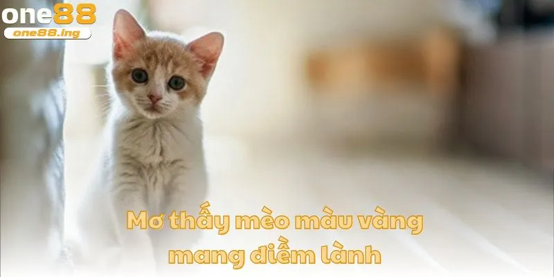 Mơ thấy mèo màu vàng cho thấy đây là điềm lành 