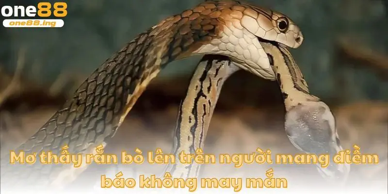 Mơ thấy rắn bò lên trên người mang điềm báo không may mắn